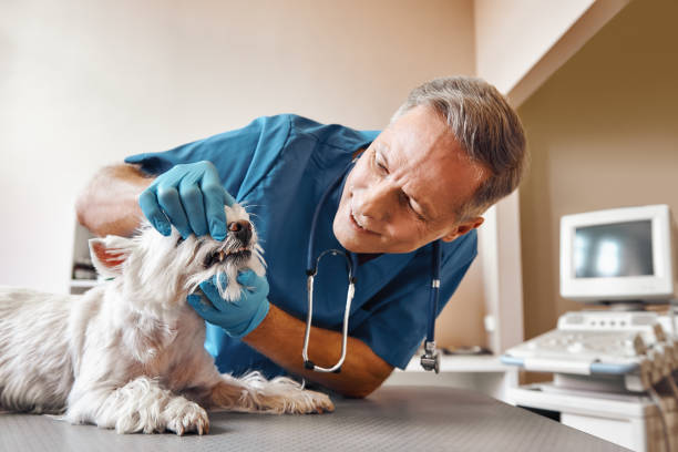 Best Pediatric Emergency Dentist in Micco, FL